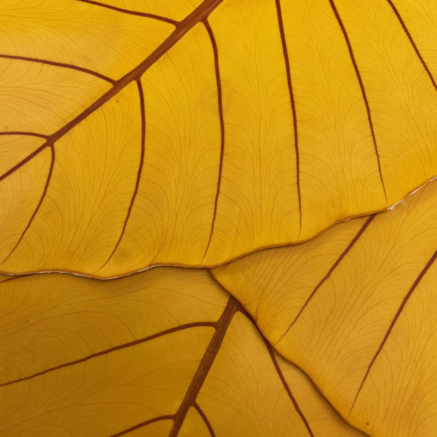 Leaf Leather | Yellow